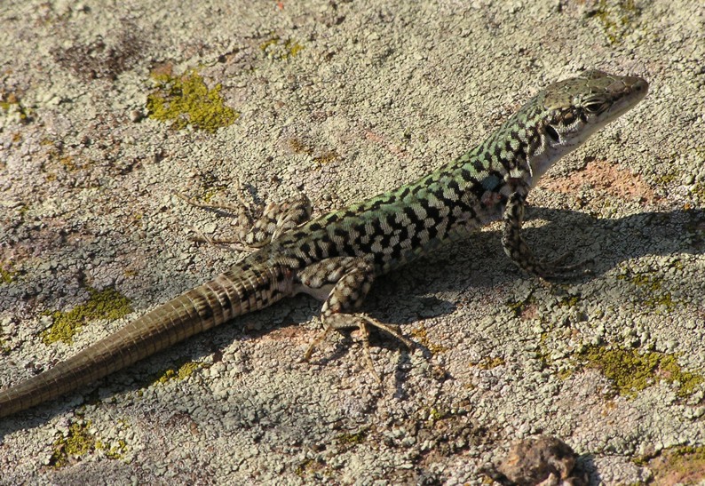 Podarcis siculus ssp.caporiaccoi